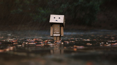 Rain leaves wet danboard