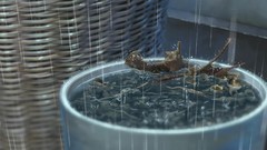 Rain Makoto Shinkai the garden of words