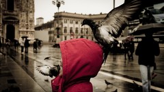 Rain red Birds sepia Pigeons Boys! urban hoodies streets 