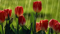 Rain red tulips
