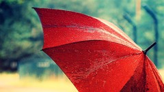 Rain red Umbrellas