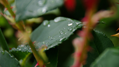 Rain water drops Green