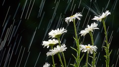 Rain white flowers