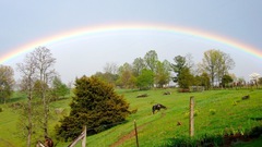 Rainbow horse high Animals