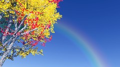 Rainbows