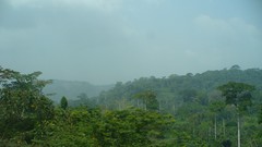 Rainforest