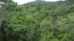 Rainforest