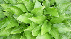 Rainmeter or geektool friendly