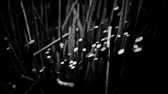 Rasa by baspunk tabula