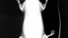 Rat Xray high