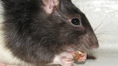 Rats