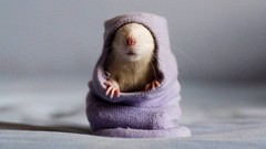 Rats pets mice Animals