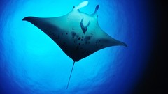 Rays fish underwater manta ray