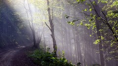Rays nature Trees reflections paths outdoors sun rays forests