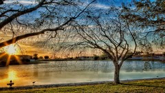 Rays nature Trees sunlight