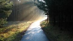 Rays sun forest through path mist