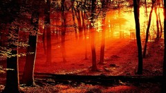 Rays sun red forest