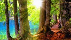 Rays Trees water summer branches light shine shore forests