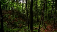 Real freedom forest Trees