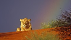 Red Africa young Namibia Lions rainbows sand dunes