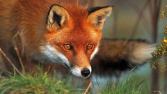 Red Animals foxes