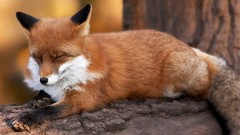 Red Animals foxes