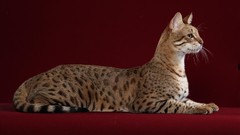 Red Animals serval Spotted