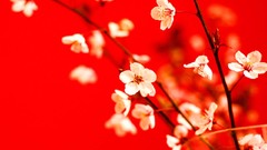 Red background red macro