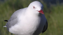 Red billed gull high