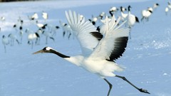 Red Birds Japan Hokkaido Cranes