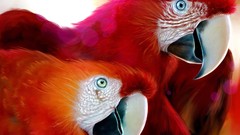Red Birds Parrots