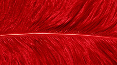 Red Birds Textures Parrots