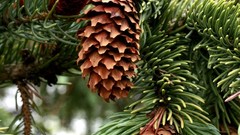 Red brown spruce growth