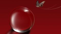 Red butterfly insect