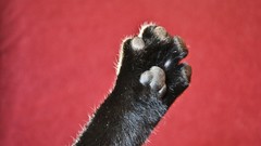 Red cats Animals paws