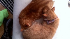Red cats yin-yang