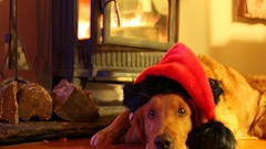 Red Christmas Dogs hats golden canine