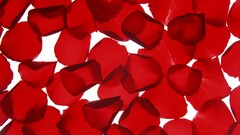 Red close-up flower petals