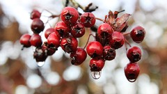 Red dew autumn Berries
