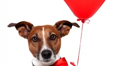 Red Dogs Balloons party