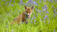 Red England purple flowers foxes baby animals
