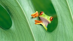 red eyed tree frogs Animals frog amphibian