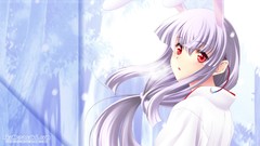 Red eyes gray hair animal ears aizawa kotarou miko Japanese 