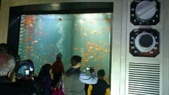 Red fish TV iran mashhad