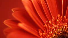 Red Flowers flower petals