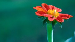 Red Flowers macro blue