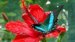 Red Flowers macro Butterflies