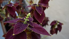 Red Flowers Plants macro