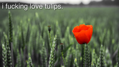 Red Flowers text fields