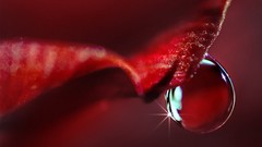 Red Flowers water drops